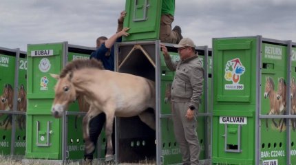 Лошади Пржевальского прилетели в Казахстан военными самолётами