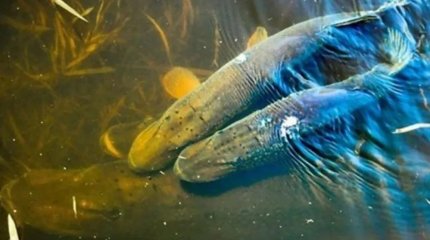 Десятки браконьеров задержаны во время нереста рыбы на востоке Казахстана