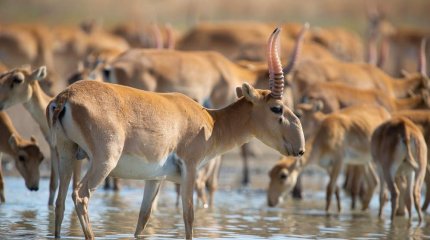 Үкімет киік етін бөлшек саудаға шығармақ