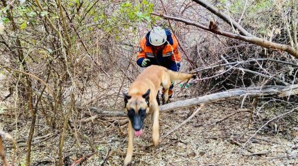 ТЖМ қызметтік иттері: құтқару жұмыстарындағы сенімді серіктестер