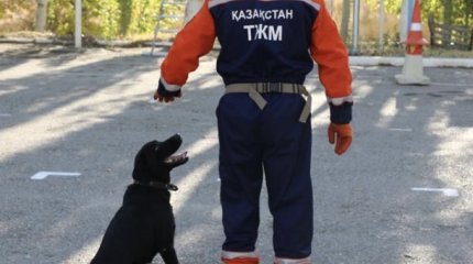 Служебные собаки МЧС сдали «экзамены»