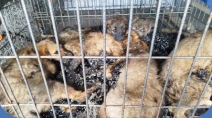 Щенков облили мазутом в Костанае. Волонтеры пытаются их спасти