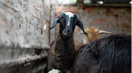 В Астане определили места для жертвоприношений на Курбан айт.