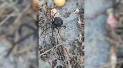 Баянауылда биыл да қарақұрт қаптауы мүмкін