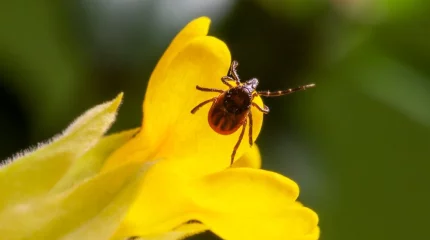 В Казахстане растут случаи заражения клещевым энцефалитом