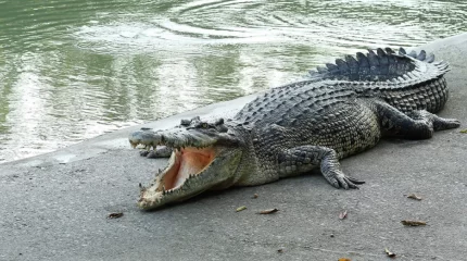 «Сол аяғын жеп қойған»: Кенияда жеті жастағы бала қолтырауынның құрбаны болды