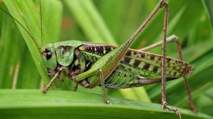 Более половины запланированной территории обработали против саранчи в Казахстане