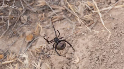 Талдықорғанда қарақұрт қаптап жатыр