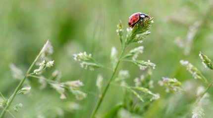 Пенсионерка ушла в лес для сбора трав и пропала на два дня