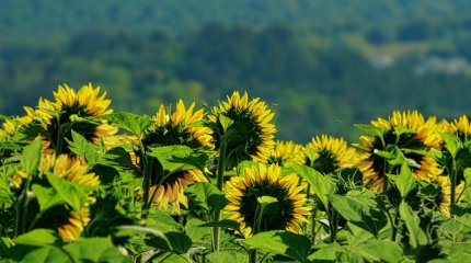 Алдағы күндері 37 градус ыстық күтіледі