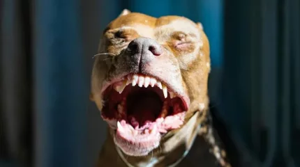 Алматы маңында қабаған иттер 10 жасар баланы талап тастаған