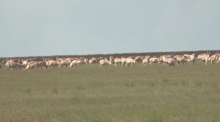 БҚО-да ақбөкендердің санын реттеу жұмыстары басталады