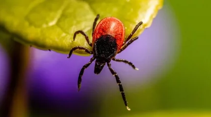 Түркия азаматы жастықтағы кенені өртеймін деп бүкіл орманды өртеп жіберген