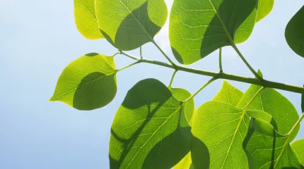 Жаркий полёт через середину лета: прогноз на 3 июля в трёх мегаполисах