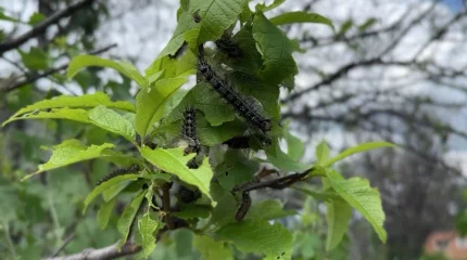 Нашествие гусениц в поселках ВКО: власти начали обработку территории