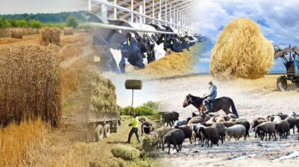 1 августа 2025 года в Казахстане начнётся Национальная сельскохозяйственная перепись