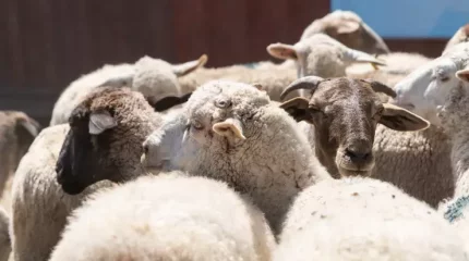 Абай облысында иесіз жүрген мал көбейіп кеткен