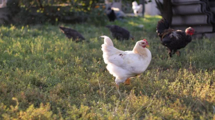 В Северо-Казахстанской области растёт число «трезвых» сёл