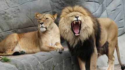 Антальядағы зообақта арыстан тордан шығып, ер адамға шабуыл жасады