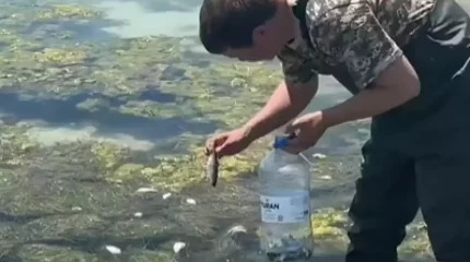 Каспий жағалауында балық жаппай қырылды