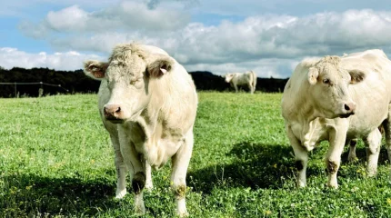 Қазақстанда 48 жаңа сүт фермасы салынды