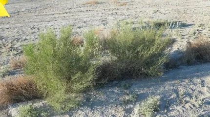 Жылдық қуаттылығы 3 миллион көшет болатын, орман питомнигінің құрылысы аяқталды