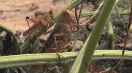 Атырау облысындағы Қызылқоға ауданын шегіртке қаптады