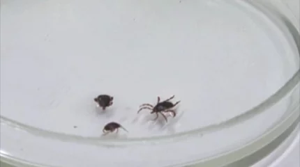 Қызылордада жыл басынан бері 8 адам конго қырым геморрагиялық қызбасын жұқтырған