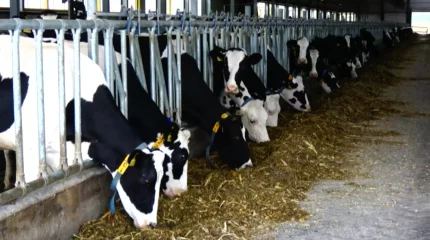 Елде 5 мыңнан астам ветеринариялық маман жұмыс істейді