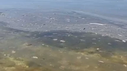 Масляные пятна и мусор в Каспии возмутили жителей Актау