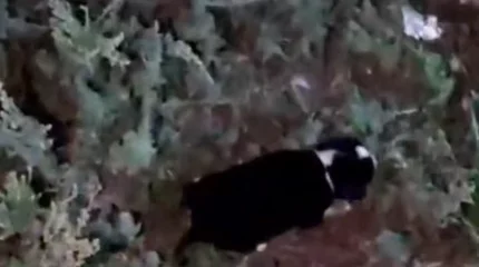 Щенка спасли с девятиметровой глубины в Костанайской области