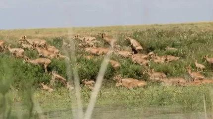 БҚО-да киік аулаушылардың ішек-қарынды далаға лақтырып кеткен