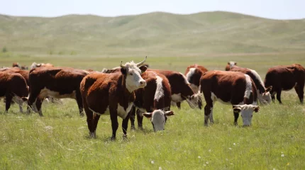 Екібастұзда мал жаю ережелерін бұзғандар жауапқа тартылды