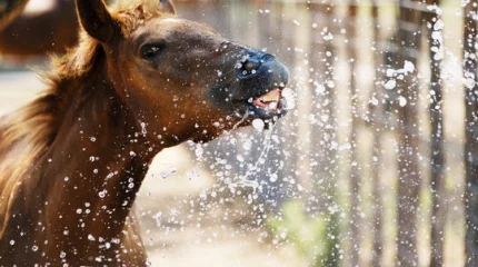 Без осадков, +33 +37: погода в Астане, Алматы и Шымкенте в четверг, 17 июля