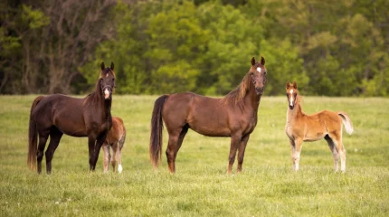 Семейчанин продал чужой табун лошадей и потратил вырученные 7 млн тенге