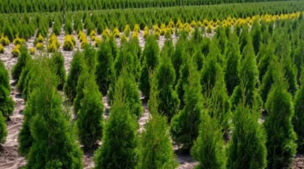 Алматыда болашақ орманға топырақ дайындап жатыр: облыста ірі қалалық тәлімбақ салу көзделіп отыр