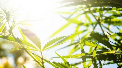 Италиялық компания Қазақстанда қарасорадан дәрі шығармақ