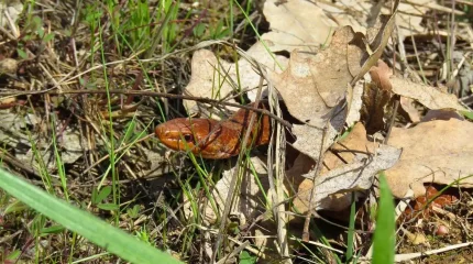 Стройку супермаркетов остановили из-за змей в Германии