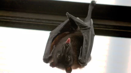 Летучая мышь залетела в квартиру жилого дома в Атырау