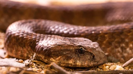 Дикие гости: змея устроила переполох в одной из квартир Жезказгана