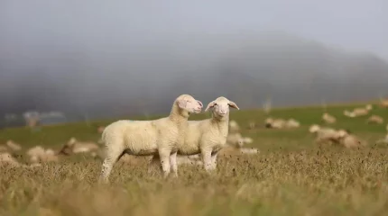 Необычное дело о гибели овец расследуют в Германии