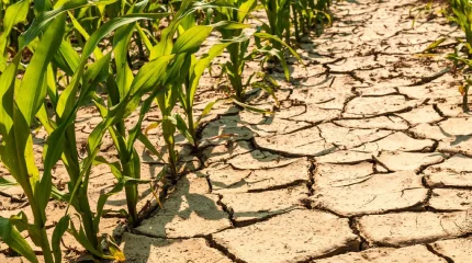 Засуха бьет по трем областям Казахстана