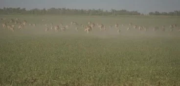 «Урожай съеден под ноль»: миллион сайгаков из Казахстана уничтожил посевы в России