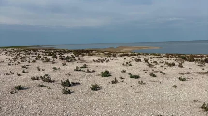 «Ақжайық» резерватының Шалыга аралында өлі құстар табылды