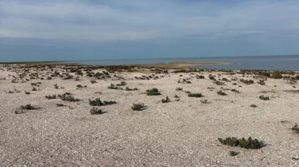 Десятки мёртвых птиц обнаружили на территории природного резервата «Ақжайық»