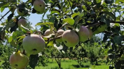 «Апорт» алмасының аңызға айналған сорты қайта жаңғыртылуда