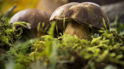 Заблудились в Каркаралинском заповеднике: двух грибниц искали ночью в лесу