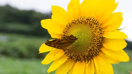 Жара и пыльные бури накроют Казахстан: МЧС предупреждает о пожарной опасности