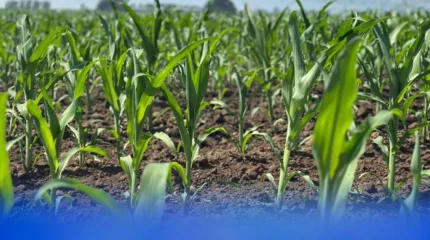 Ақмола облысының диқандары мол өнім жинап жатыр