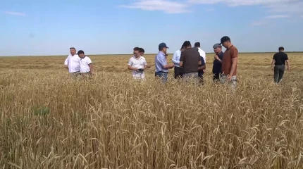 Биыл Батыс Қазақстан облысында егін шығымы жоғары